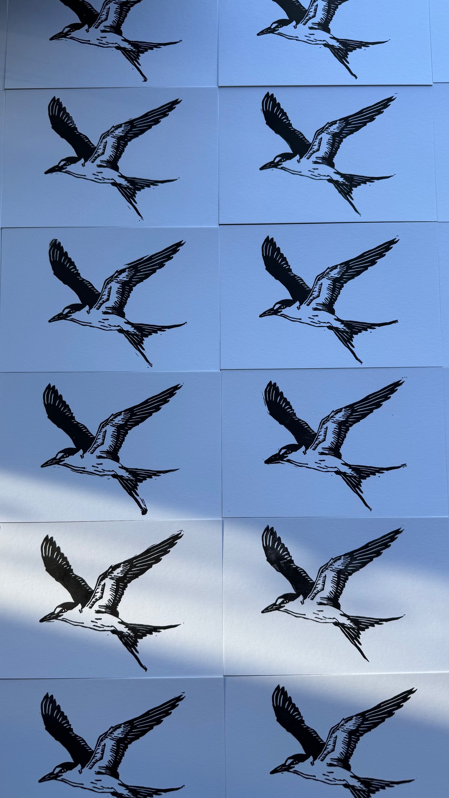 Sooty Tern